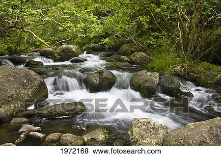 Stock Photo - Hawaii, Maui, Waihe'e Valley, View Of Flowing Stream.. Fotosearch