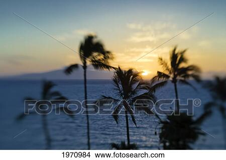 Picture - Hawaii, Maui, Wailea Beach Resort, View Of Sunset Over Lanai, Palm Trees In Foreground.. Fotosearch