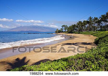 Picture - Hawaii, Maui, Wailea, Beautiful Ulua Beach, Palm Tree Shadows.. Fotosearch