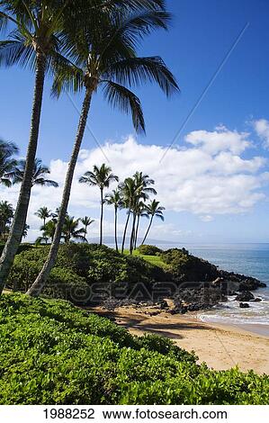 Hawaii, Maui, Wailea, Beautiful Ulua Beach. View Large Photo Image Stock Image - Hawaii, Maui, Wailea, Beautiful Ulua Beach.. Fotosearch