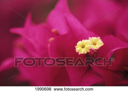 Hawaii, Maui, Wailea, Bougainvillea Blossom On Plant, Purple With Small White Flowers View Large Photo Image Stock Photo - Hawaii, Maui, Wailea, Bougainvillea Blossom On Plant, Purple With Small White Flowers. Fotosearch