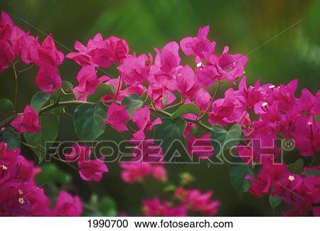 Hawaii, Maui, Wailea, Close-Up Of Purple Bougainvillea Blossoms Plant Vines Bush View Large Photo Image Stock Image - Hawaii, Maui, Wailea, Close-Up Of Purple Bougainvillea Blossoms Plant Vines Bush. Fotosearch
