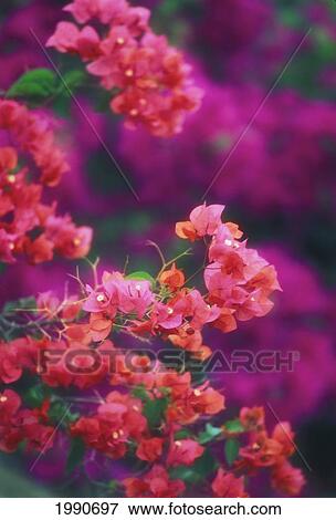 Stock Photo - Hawaii, Maui, Wailea, Close-Up Pink Bougainvillea Blossoms On Plant, Purple In Blurry Background. Fotosearch