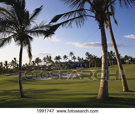 Stock Photo - Hawaii, Maui, Wailea Golf Course With Club House In Background, Palms In Foreground. Fotosearch