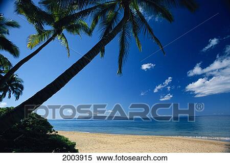 Stock Photography - Hawaii, Maui, Wailea Keawakapu Beach, Palm Trees Block Sun Foreground, Kahoolawe Background Calm Ocean. Fotosearch