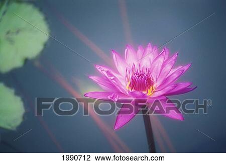 Stock Image - Hawaii, Maui, Wailea, Purple Water Lily On Plant Outdoor With Lily Pad Background, Soft Focus. Fotosearch