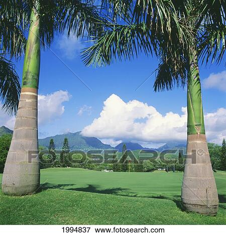 Hawaii, Maui, Wailea Resort Golf Course, Blue Course, Closeup Of Two Palm Trees. View Large Photo Image Stock Photo - Hawaii, Maui, Wailea Resort Golf Course, Blue Course, Closeup Of Two Palm Trees.. Fotosearch