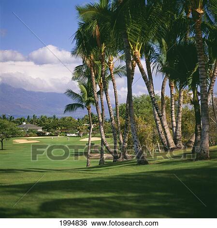Hawaii, Maui, Wailea Resort Golf Course, Blue Course, Palm Trees Line The Course, Golfers In Distance. View Large Photo Image Stock Photograph - Hawaii, Maui, Wailea Resort Golf Course, Blue Course, Palm Trees Line The Course, Golfers In Distance.. Fotosearch