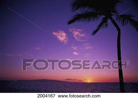 Stock Photo - Hawaii, Maui, Wailea Resort, Tropical Blue Orange Sky And Palm Tree, Kahoolawe In Background. Fotosearch