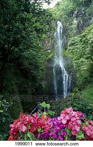Stock Image - Hawaii, Maui, Wailua Waterfall And Rainforest, Bougainvillea In Foreground B1605. Fotosearch