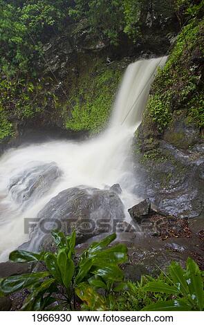 Stock Image - Hawaii, Maui, Waterfall Near Lush Waihe'e Valley. Fotosearch