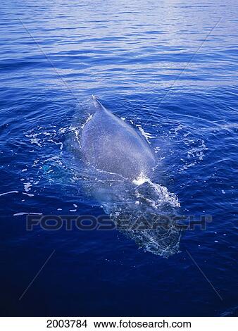 Hawaii, Maui, Whale Watching Tour, Whale Skims Surface Of Water Front Head View View Large Photo Image Picture - Hawaii, Maui, Whale Watching Tour, Whale Skims Surface Of Water Front Head View. Fotosearch