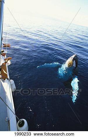 Hawaii, Maui, Whale Watching Tour, Whale Surfaces Beside Boat, Body Visible Clear Water View Large Photo Image Stock Image - Hawaii, Maui, Whale Watching Tour, Whale Surfaces Beside Boat, Body Visible Clear Water. Fotosearch