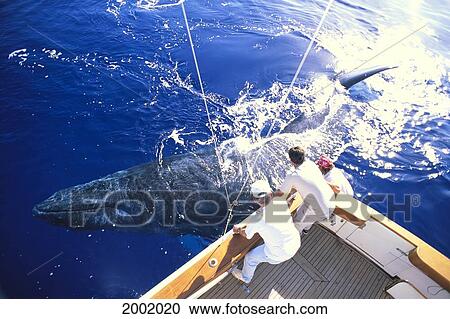 Stock Image - Hawaii, Maui, Whale Watching Tour, Clear View Of Whale Next To Boat Underwater. Fotosearch
