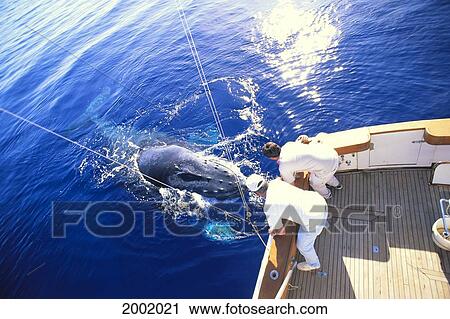 Stock Image - Hawaii, Maui, Whale Watching Tour, Whale Breaching Next To Boat, View From Above. Fotosearch