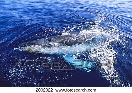 Stock Image - Hawaii, Maui, Whale Watching Tour, Whale Breaching In Water. Fotosearch