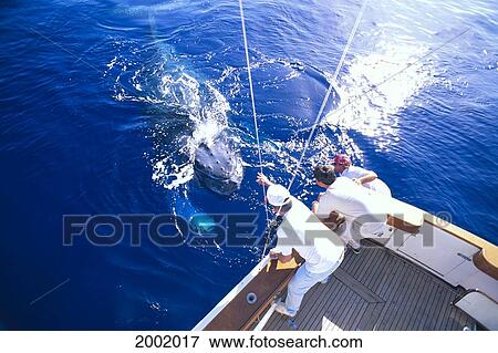 Stock Photo - Hawaii, Maui, Whale Watching Tour, Whale Surfacing Beside Boat, People Reaching Out. Fotosearch