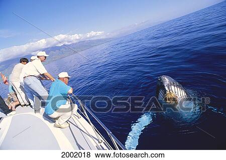 Hawaii, Maui, Whale Watching Tour, Whale's Head Above Water, People Look Over Railing View Large Photo Image Stock Photo - Hawaii, Maui, Whale Watching Tour, Whale's Head Above Water, People Look Over Railing. Fotosearch