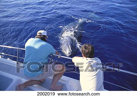 Stock Photo - Hawaii, Maui, Whale Watching Tour, Whale Swims Toward Boat Head Above Water, Two Men Watch. Fotosearch