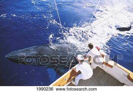 Hawaii, Maui, Whale Watching Tour, Clear View Of Whale Next To Boat Underwater, People At Rail View Large Photo Image Stock Photograph - Hawaii, Maui, Whale Watching Tour, Clear View Of Whale Next To Boat Underwater, People At Rail. Fotosearch