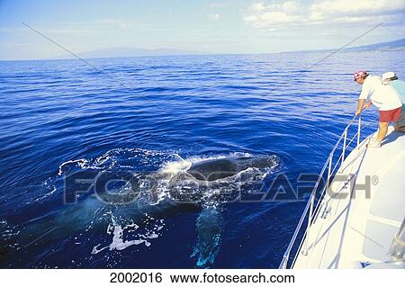 Stock Photograph - Hawaii, Maui, Whale Watching Tour, Whale Surfacing Beside Boat. Fotosearch