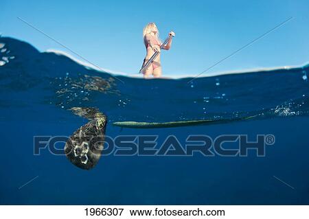 Hawaii, Maui, Woman Stand Up Paddling In Ocean Just Off Canoe Beach, Over/Under View. View Large Photo Image Stock Photo - Hawaii, Maui, Woman Stand Up Paddling In Ocean Just Off Canoe Beach, Over/Under View.. Fotosearch