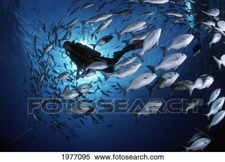 Stock Photography - Hawaii, Midway Atoll, Chubb Fish Schooling Around Diver With Sunburst Background.. Fotosearch