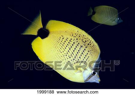 Hawaii, Milletseed Butterflyfish (Chaetodon Miliaris) B1909 View Large Photo Image Stock Photo - Hawaii, Milletseed Butterflyfish (Chaetodon Miliaris) B1909. Fotosearch