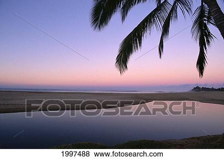 Stock Photo - Hawaii, Mirror Like Tide Pool Near Ocean, Palm Tree Fronds Lavender Hued Dusk A32G. Fotosearch