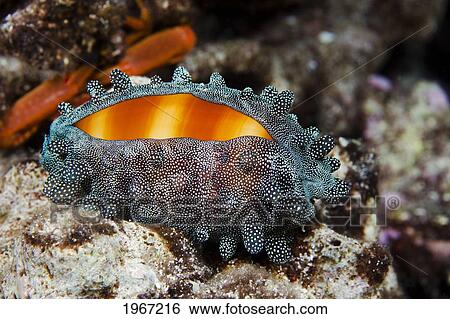 Hawaii, Mole Cowry (Cypraea Talpa) With Mantel Partially Covering Shell At Night. View Large Photo Image Stock Photograph - Hawaii, Mole Cowry (Cypraea Talpa) With Mantel Partially Covering Shell At Night.. Fotosearch
