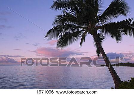 Stock Photograph - Hawaii, Molokai, Dreamy Sunset Clouds, Palm Tree In Foreground.. Fotosearch