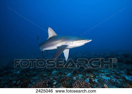 Stock Photograph - Hawaii, Molokai, Grey reef shark (Carcharhinus amblyrhynchos) swimming below Mokuhooniki Rock. Fotosearch