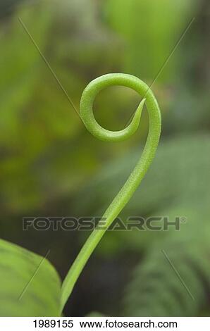 Hawaii, Molokai, Kamakou Preserve, New Frond Of 'ekaha Or Stag Tongue Fern. View Large Photo Image Stock Photography - Hawaii, Molokai, Kamakou Preserve, New Frond Of 'ekaha Or Stag Tongue Fern.. Fotosearch