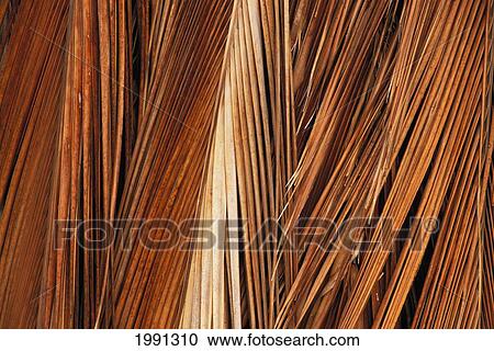 Hawaii, Molokai, Kapuaiwa Coconut Grove, Close-Up Of Coconut Palm Fronds View Large Photo Image Stock Image - Hawaii, Molokai, Kapuaiwa Coconut Grove, Close-Up Of Coconut Palm Fronds. Fotosearch