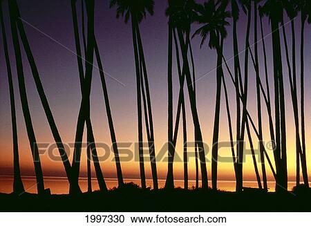 Stock Image - Hawaii, Molokai, Kapuaiwa Coconut Grove, Palm Tree Trunks Silhouetted At Sunset, Ocean Background Orange Yellow A29E. Fotosearch