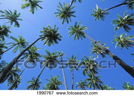 Hawaii, Molokai, Kapuaiwa Coconut Grove, Blue Skies View Large Photo Image Stock Photo - Hawaii, Molokai, Kapuaiwa Coconut Grove, Blue Skies. Fotosearch