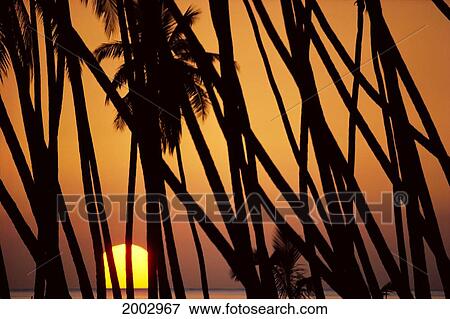 Stock Photo - Hawaii, Molokai, Kapuaiwa Coconut Grove, Trees Silhouetted At Sunset. Fotosearch