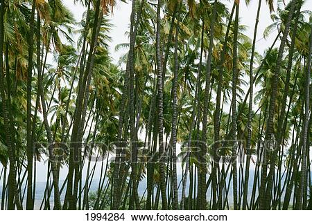 Picture - Hawaii, Molokai, Kapuaiwa Grove Palm Trees Swaying In Breeze. Fotosearch
