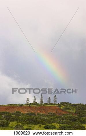 Hawaii, Molokai, Maunaloa, Molokai Ranch, Rainbow Over Norfolk Island Pine Trees. View Large Photo Image Stock Photo - Hawaii, Molokai, Maunaloa, Molokai Ranch, Rainbow Over Norfolk Island Pine Trees.. Fotosearch