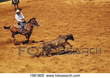 Hawaii, Molokai, Molokai Ranch, Paniolo Pulling In Roped Calf. View Large Photo Image Stock Image - Hawaii, Molokai, Molokai Ranch, Paniolo Pulling In Roped Calf.. Fotosearch
