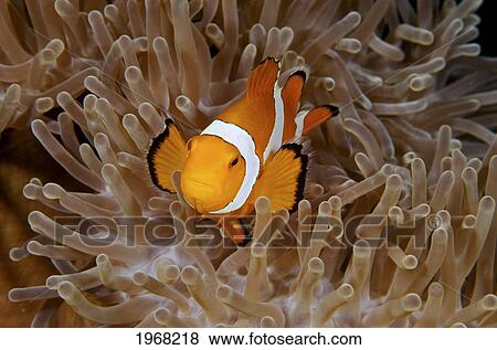 Stock Photo - Hawaii Molokai, North Shore Cliff Coast Line.. Fotosearch