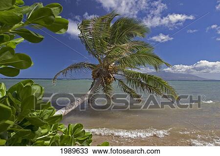 Stock Image - Hawaii, Molokai, Palm Tree Overhangs The Ocean With A View Of Maui In Distance.. Fotosearch