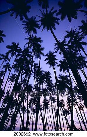 Hawaii, Molokai, Royal Palm Grove At Sunset, Silhouetted In Purple Pink Sky View Large Photo Image Stock Image - Hawaii, Molokai, Royal Palm Grove At Sunset, Silhouetted In Purple Pink Sky. Fotosearch