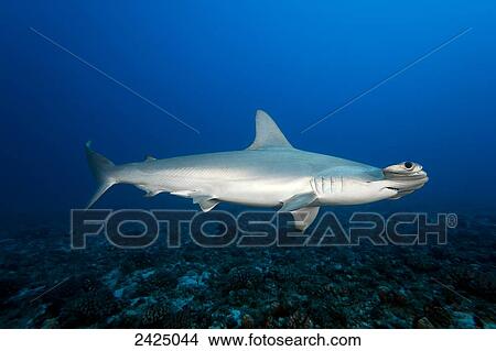 Picture - Hawaii, Molokai, Scalloped Hammerhead shark (Sphyrna lewini) swimming on the ocean floor. Fotosearch