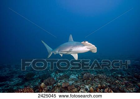 Stock Photography - Hawaii, Molokai, Scalloped Hammerhead shark (Sphyrna lewini) swimming on the ocean floor. Fotosearch