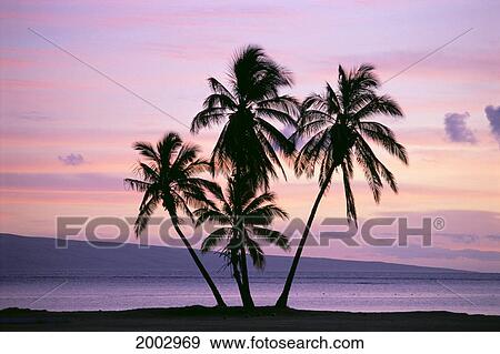 Stock Photo - Hawaii, Molokai, Silhouetted Palms In Pink Yellow Purple Sunset Skies, Lanai In Background. Fotosearch