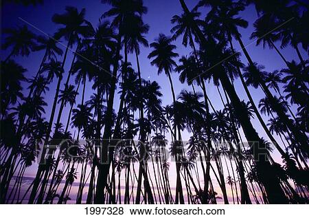 Stock Photo - Hawaii, Molokai, Sunset Palms Tree Grove, Upward View Blue Golden Sky A29C. Fotosearch