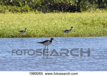 Hawaii, Molokai, Three Hawaiian Stilts (Himantopus Mexicanus Knudseni) Wading In A Pond. View Large Photo Image Stock Photography - Hawaii, Molokai, Three Hawaiian Stilts (Himantopus Mexicanus Knudseni) Wading In A Pond.. Fotosearch