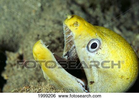 Hawaii, Moral Eel (Gymnothorax Undulatus) Close-Up Head With Mouth Open, B1906 View Large Photo Image Stock Photograph - Hawaii, Moral Eel (Gymnothorax Undulatus) Close-Up Head With Mouth Open, B1906. Fotosearch