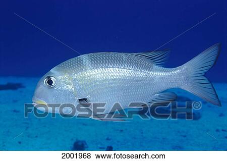 Stock Photo - Hawaii, Mu (Bigeye Emperor) (Monotaxis Grandoculis) Close-Up Side View, Blue Water. Fotosearch